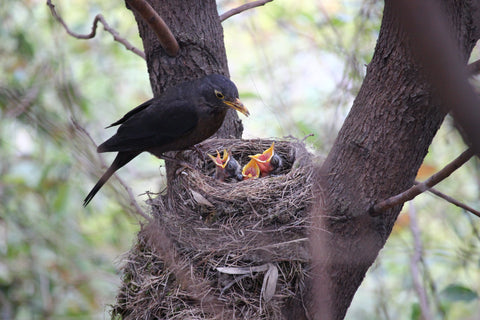 blackbird feeding babies