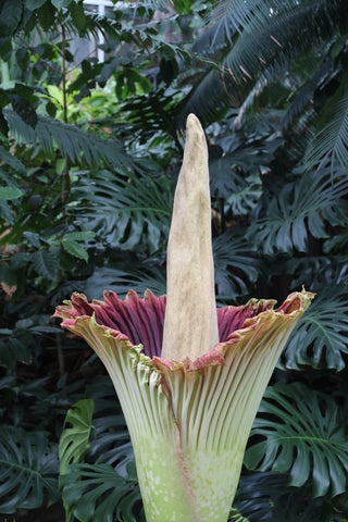 Corpse flower