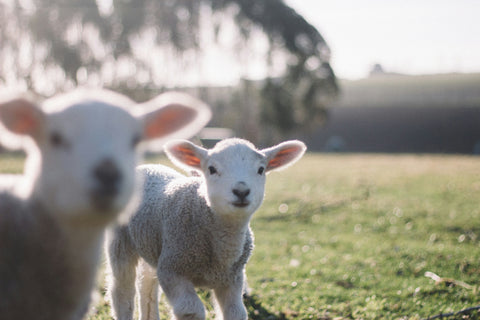 close up of two lambs in a field looking at the camera