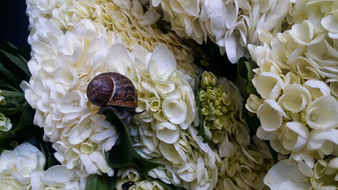 Hydrangea with Snail