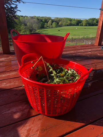 gathering dandelions to wash