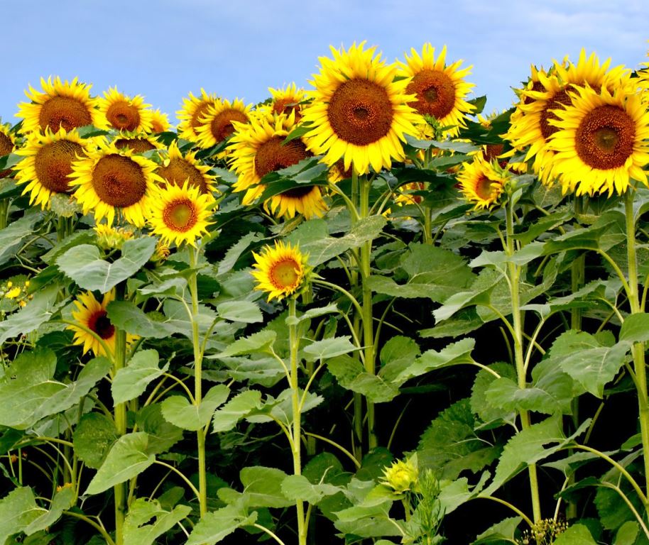 sunflower natural cleansing balm elodie.jpg__PID:d072d97d-548d-434d-87ab-7c3961ca72e9