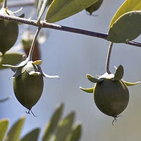 French Plum Nectar Serum