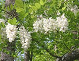 black locust makes white honey