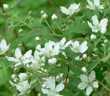 wild raspberry blossoms