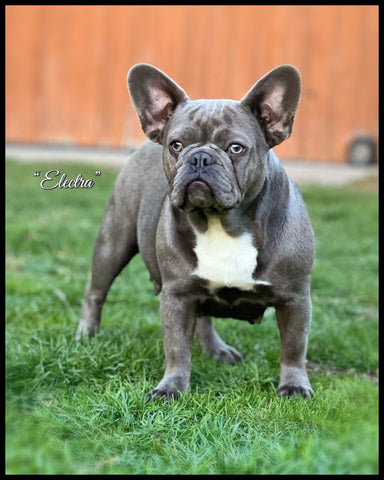 bully french bulldogs electra fluffy carrier female frenchie