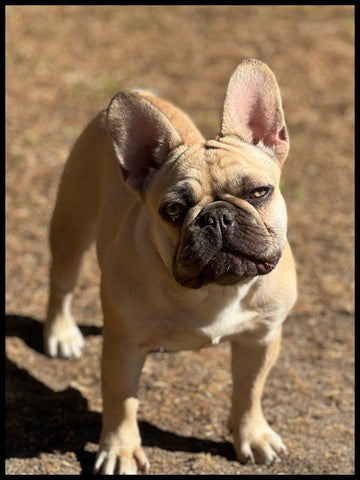 cocoa fawn french bulldog female bully style frenchie