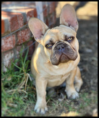 bully style cocoa fawn french bulldog female newshade frenchies