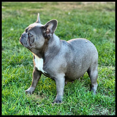 fluffy new shade frenchie female for sale near me