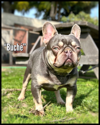 AKC French Bulldog Stud Service Lilac Tri by Bully French bulldog aka gomezbullys