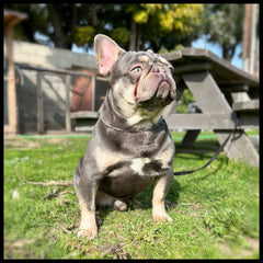 lilac tan stud akc french bulldog Buche by Bully French Bulldog Kennels