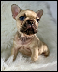akc frenchie for sale los angeles