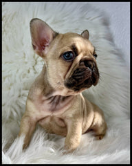 akc fawn french bulldog puppy for sale santa barbara