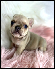 micro frenchie puppy for sale lilac oxnard