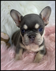 platinum female french bulldog puppy for sale
