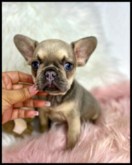 sable female frenchie puppy for sale by bully french bulldogs kennel