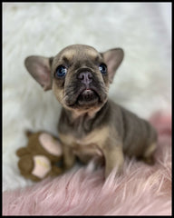 tiny female french bullldog puppy for sale near me