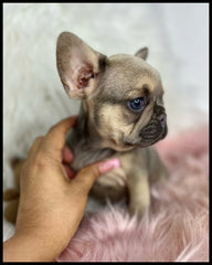 akc female french bulldog puppy for sale in ventura