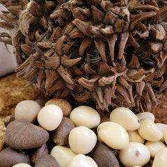 Tagua nut