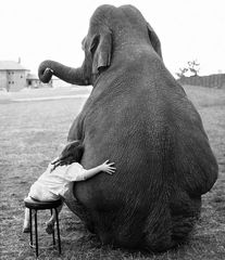 Elephant hug