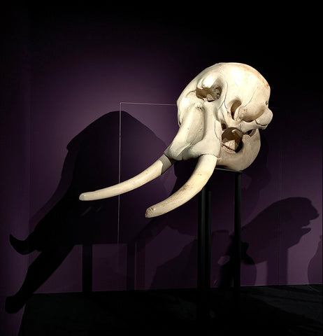 Elephant skull with long tusks