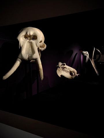 Mammals skulls