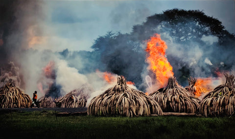 Illegal Elephant tusks being burnt