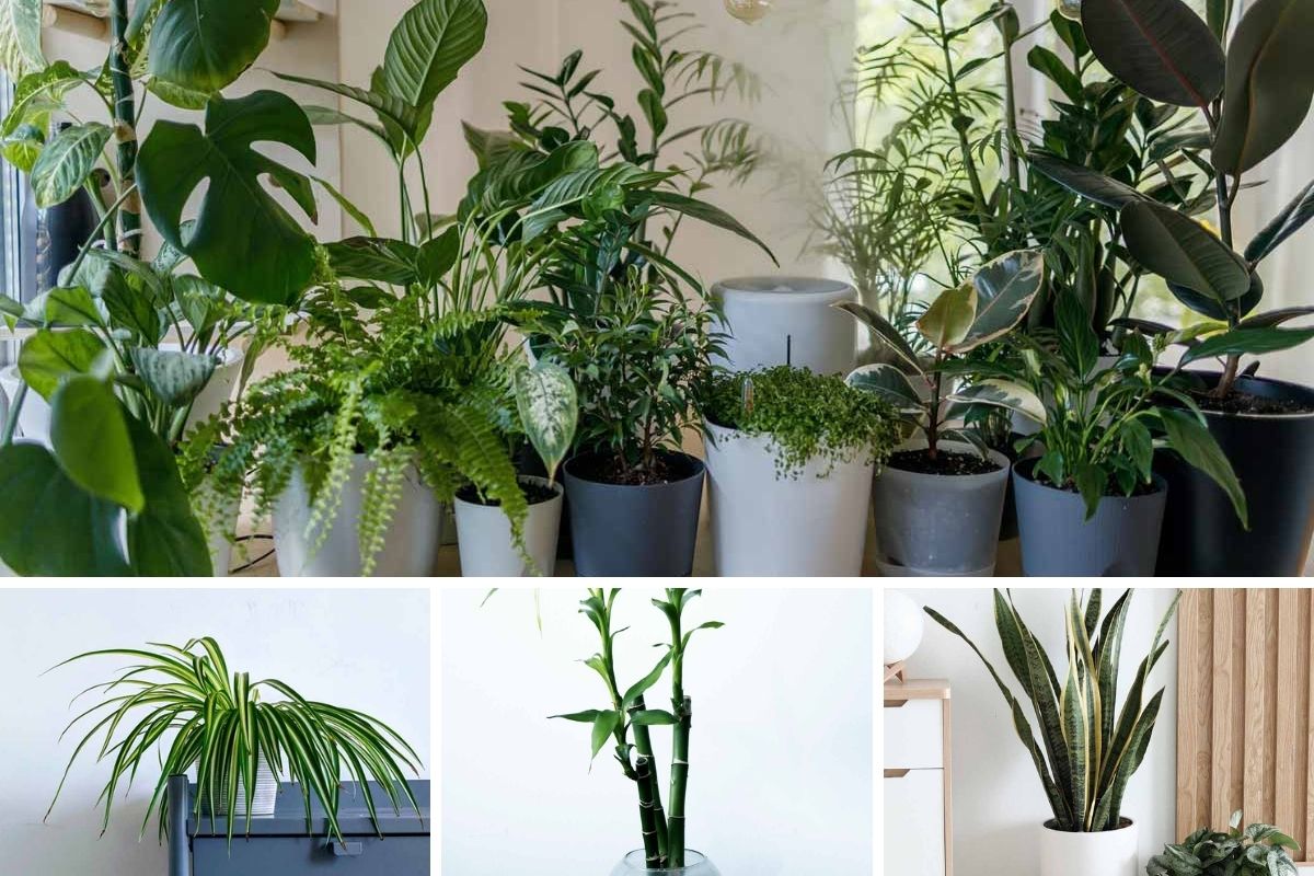 Top 10 Indoor Flowering Plants for Add Colors In Your Interiors