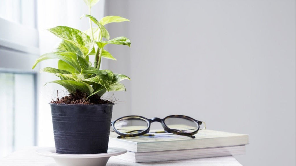 Top 10 Plants for Office Desk | Nurserylive