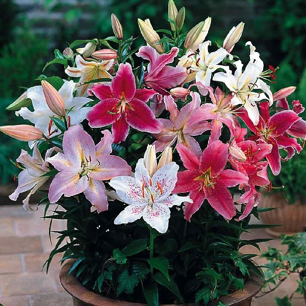 Buy Oriental Lilies Flower Bulbs online from Nurserylive at lowest price.