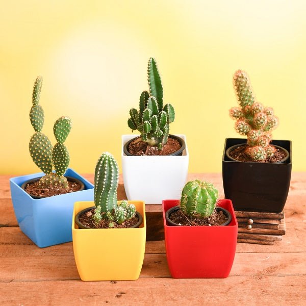 Buy Cactus Plants online from Nurserylive at lowest price.