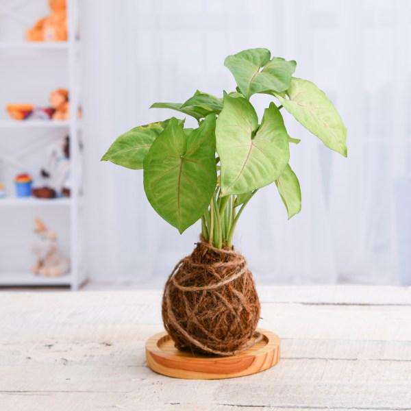 download kokedama for free