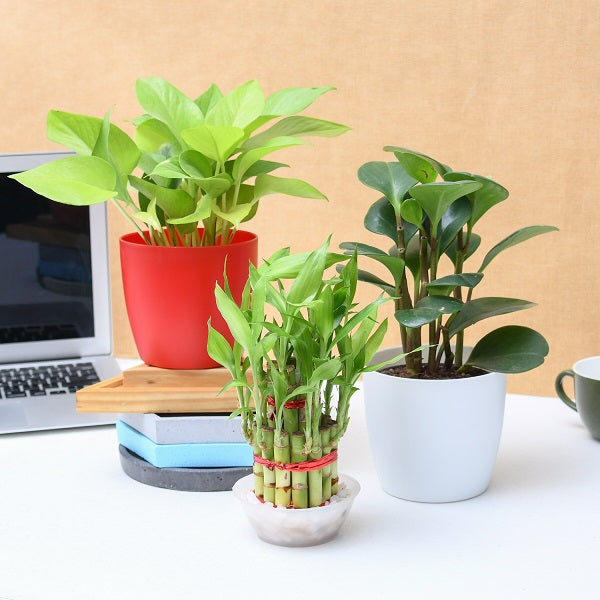 Buy Plants For Office Desk online from Nurserylive at lowest price.