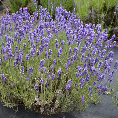 Top 10 Lavender Plants If You Are Looking For Exotic Flowers