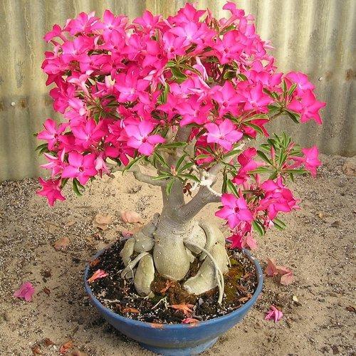 adenium plant