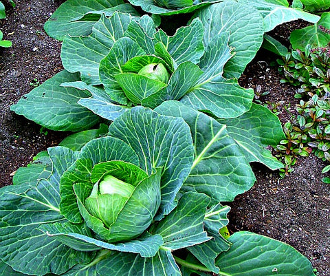 13 Vegetables That Grow in the Shade