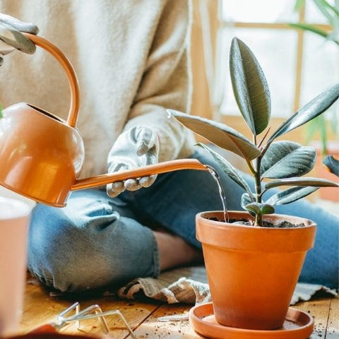 Can You Revive Dried Out Plants – How To Save Plants From Drought