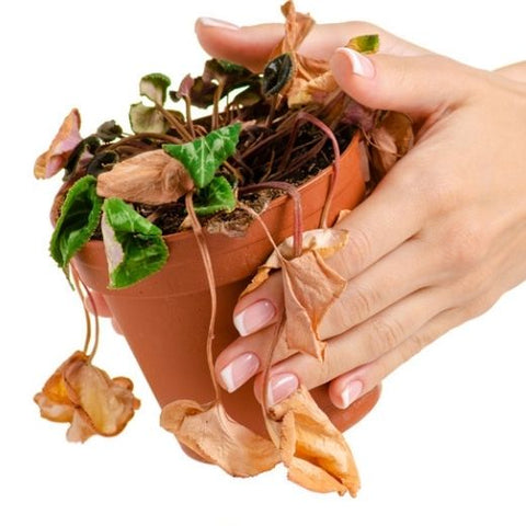 Can You Revive Dried Out Plants – How To Save Plants From Drought