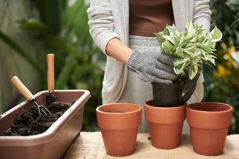 Moss Pot Making for Indoor Money Plants  Money Plants Growing Idea//GREEN  PLANTS 