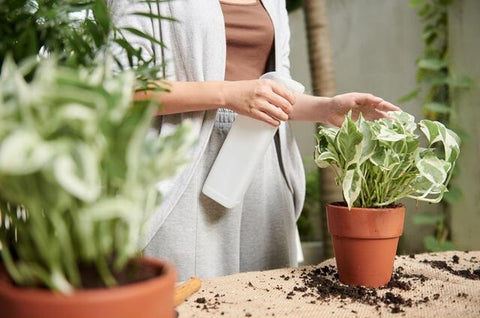 Money Plant Care: The Ultimate Guide | Nurserylive