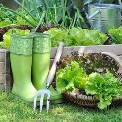 Growing veggie creepers  Organic Kitchen Gardening and my