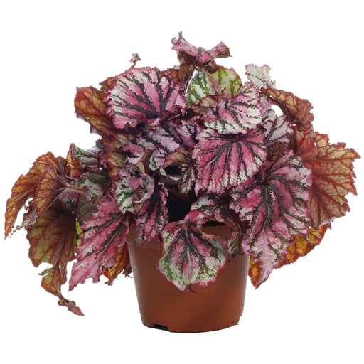 Buy Begonia Plants online from Nurserylive at lowest price.