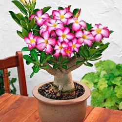 Bundle of 5 Adenium Obesum/Desert Rose Plants.2-4 inch Height. . Fast Shipping Time. Grown in The USA