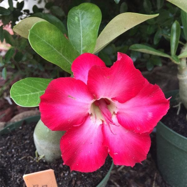 Buy Adenium Plant, Desert Rose (Pink Double) - Plant online from  Nurserylive at lowest price.