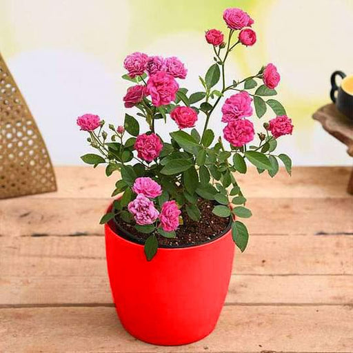 Buy Admire True Love With Miniature Pink Rose Gift Plant Online From Nurserylive At Lowest Price
