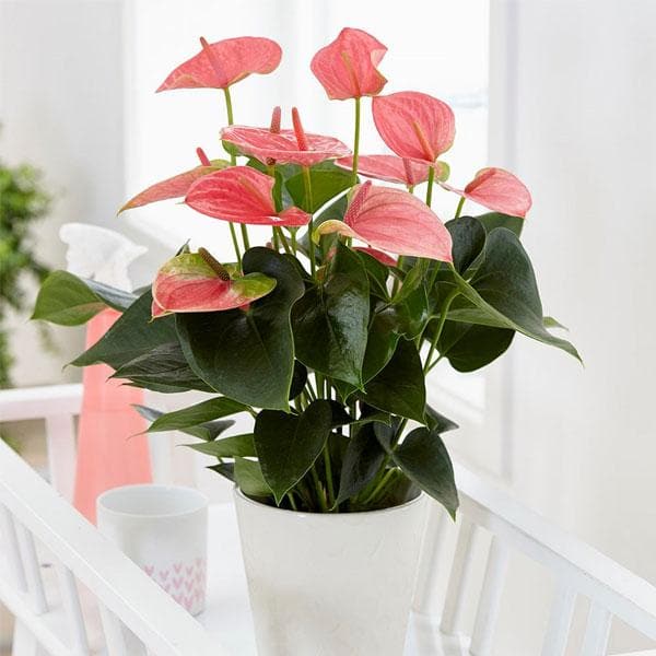 Buy Anthurium (Pink) - Plant online from Nurserylive at lowest price.