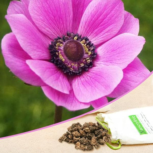 Buy Anemone De Caen Sylphide (Magenta) - Bulbs (set of 5) online from  Nurserylive at lowest price.