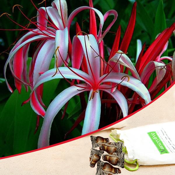 Buy Crinum Lily (Red) - Bulbs (set of 5) online from Nurserylive at lowest  price.