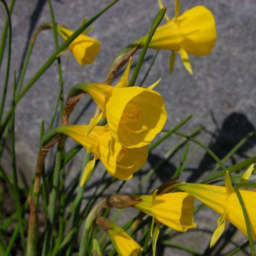 Daffodil Extremadura (Yellow) - Bulbs - Nurserylive