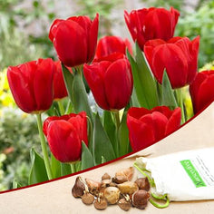 tulip flower bulbs